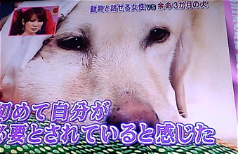 動物と話せる女性 Hundehutte フントヒュッテ