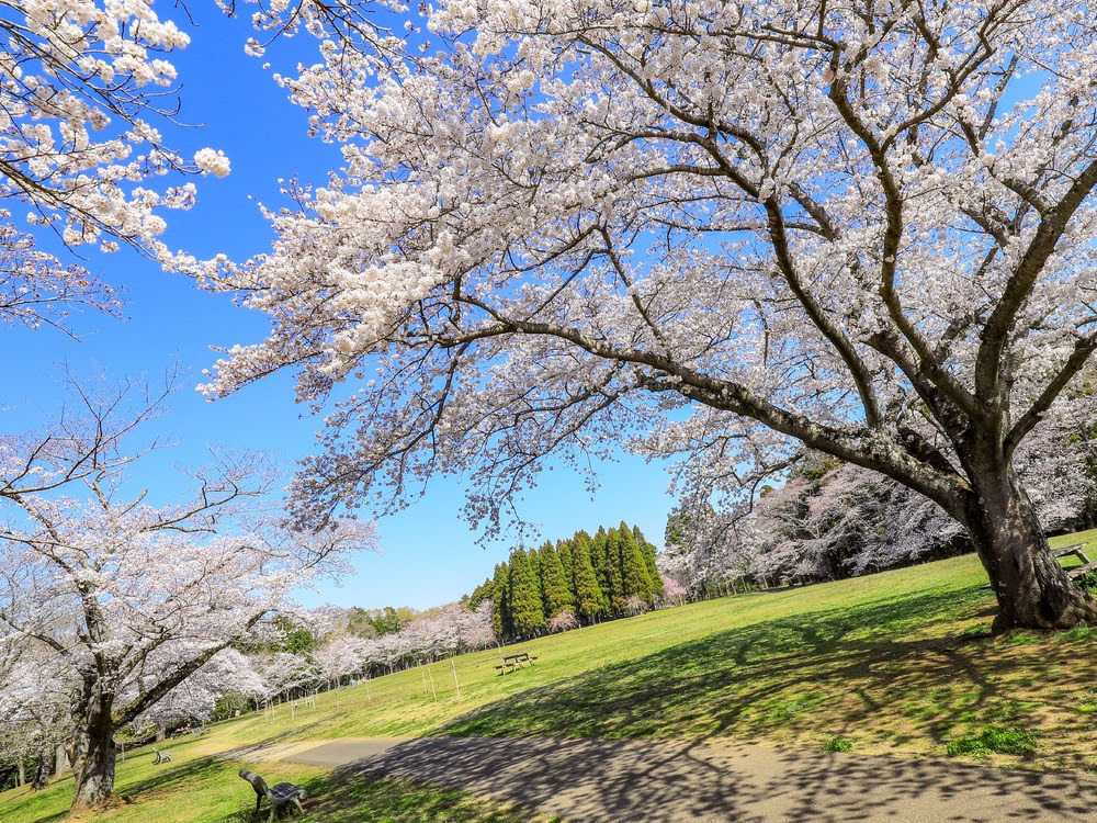 春のフォトコンテスト 泉自然公園