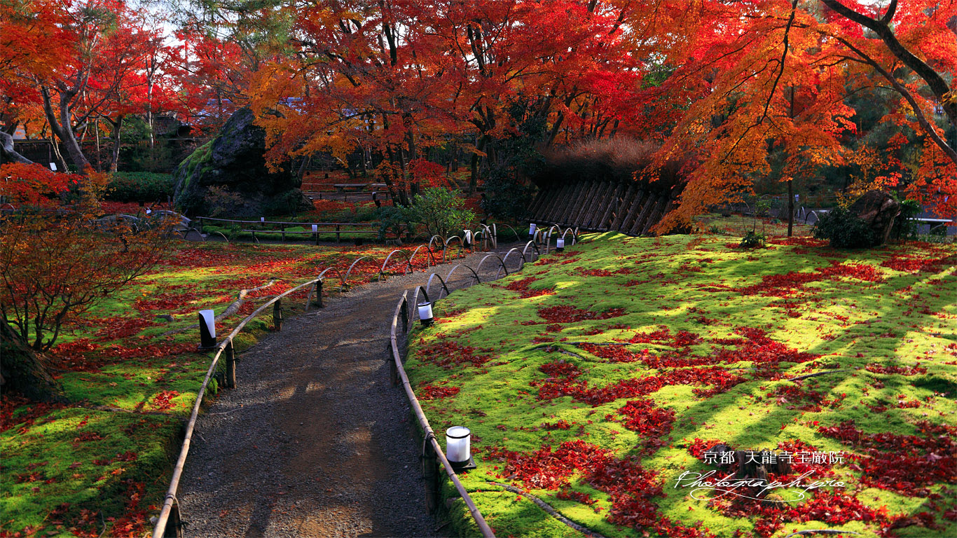 宝厳院 苔庭と紅葉 の壁紙 1366x768