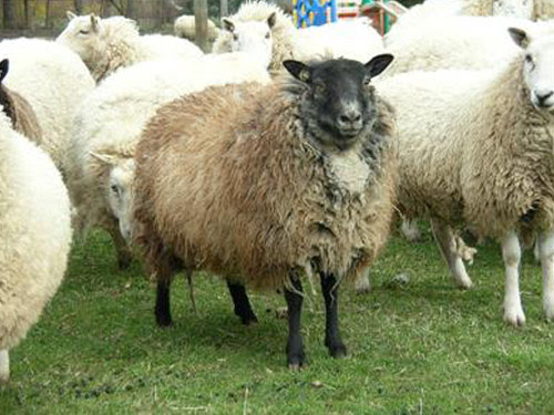 ShetlandCheviot domba Gambar