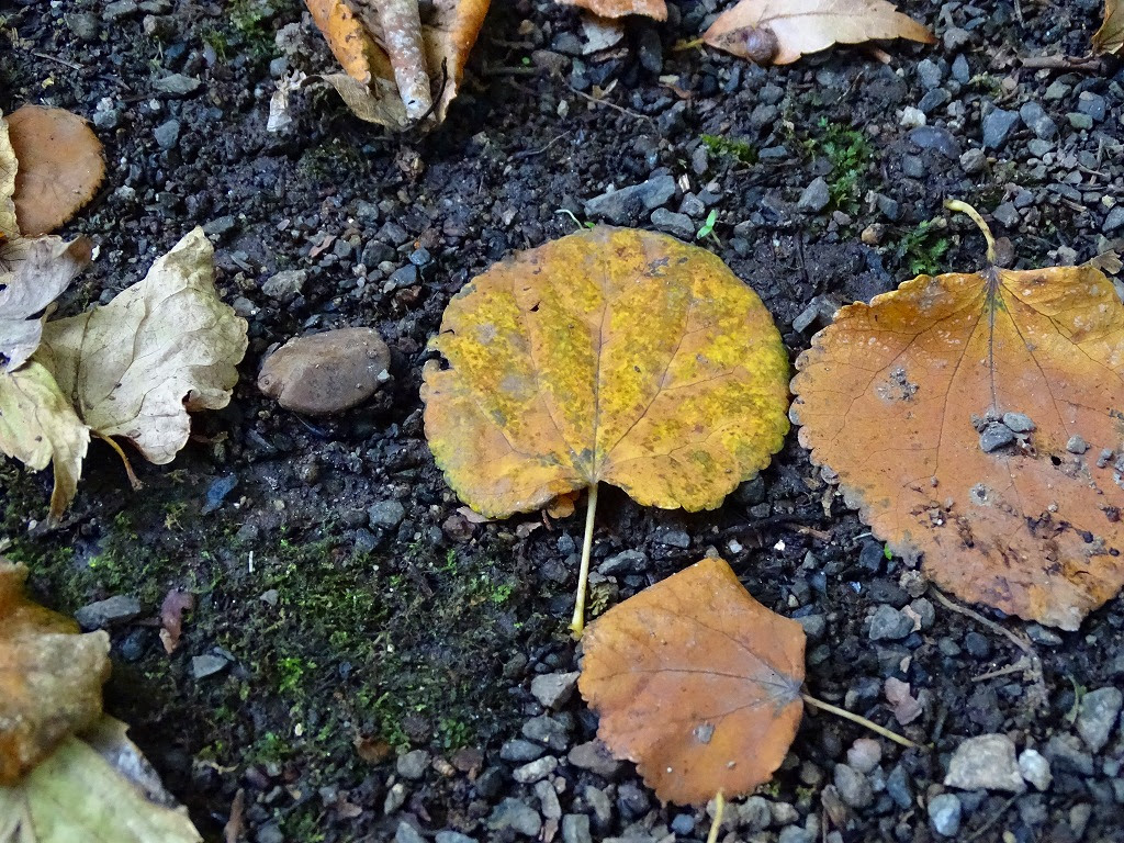 カツラの紅葉 公式 水前寺江津湖公園 熊本市の公園 公式 水前寺江津湖公園 熊本市の公園