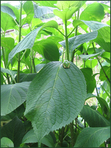 01 green fron on green leaf