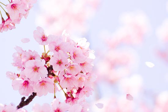 桜のうた さくらに関する民謡 童謡 音楽
