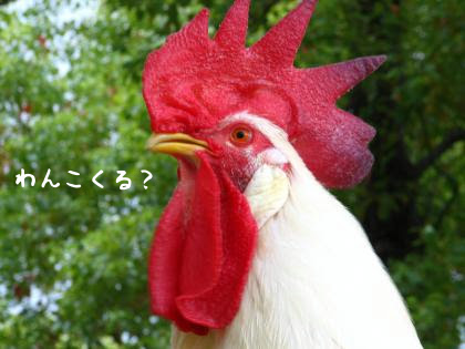 うちのにわとりさん 気になる顔