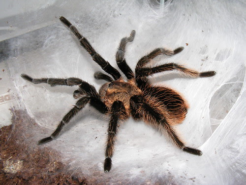 curly hair tarantula.  Curly hair tarantula (Brachypelma albopilosum) male 