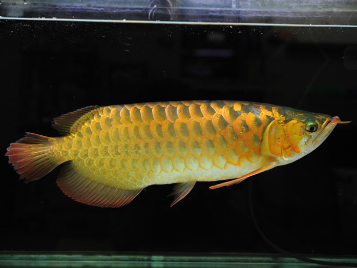 下取り 激安個体 アジアアロワナ専門店 ラフレシア 古代魚 大型魚