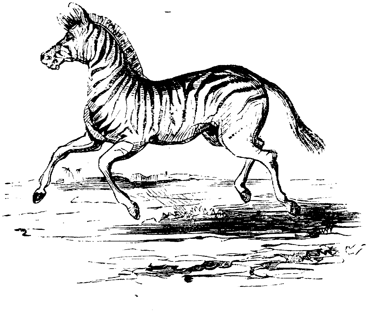 Download Free Zebra Coloring Pages