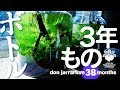 コンプリート！ ボトルア��アリウム 瓶 327722-ボトル��クアリウム 瓶