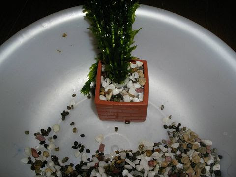 水草導入の仕方