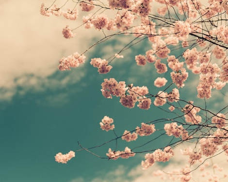 Cherry Blossom Tree Print Spring Flower Fine Art Photography Dreamy Photography Spring Photography Kitchen Decor Summer Print - ImagePoet