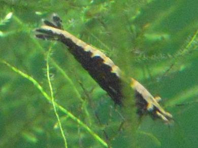 漆黒のミナミヌマエビ発見 出目金魚ぶろぐ 楽天ブログ