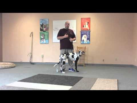 Youtube Best Pet Supplies Pet Medical Collars For Sale