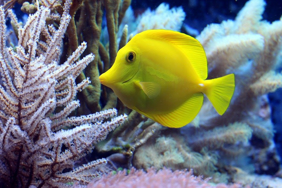 80 Rekomendasi Ikan Hias Air Laut Terbaru