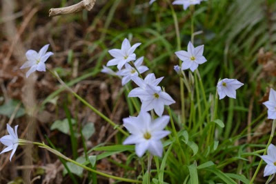 ハナニラと食用の花ニラとは違います おおた鍼灸院 良町漢方薬店