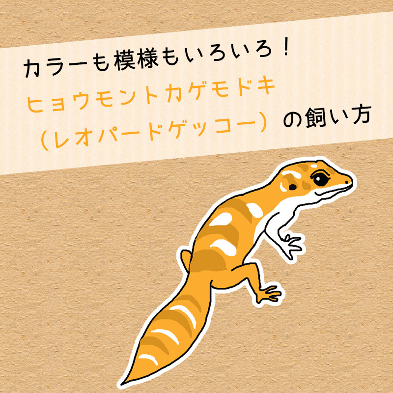 カラーも模様もいろいろ ヒョウモントカゲモドキ レオパードゲッコー の飼い方