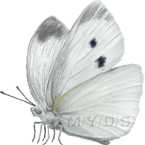 紋白蝶 モンシロ チョウのイラスト 条件付フリー素材集