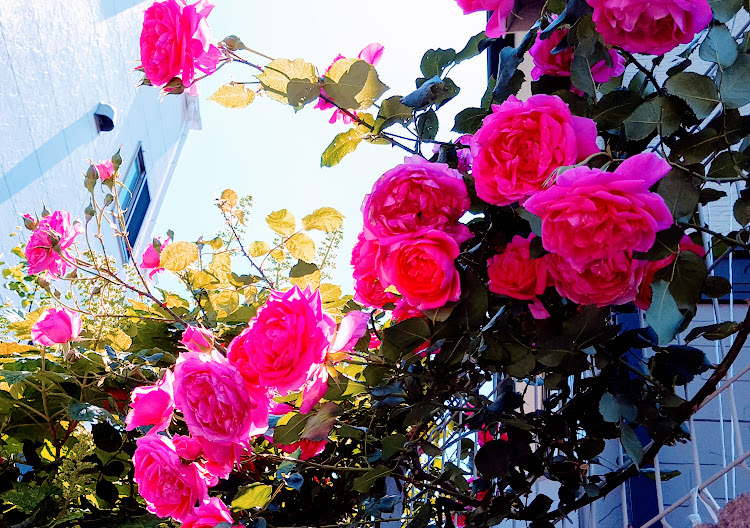 つるバラ ６月7月の手入れ シュートの処理と追肥で元気な株に 花づくし 色々なお花を楽しみつくします