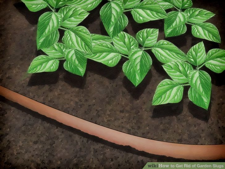 Get Rid of Garden Slugs Step 8 Version 4.jpg