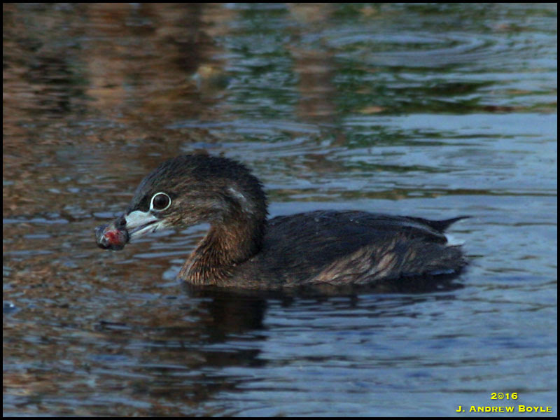 Pied-billed Grebe Pied-billed Grebe