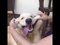 √画像をダウンロード 犬 かわいい 癒し 画像 316730