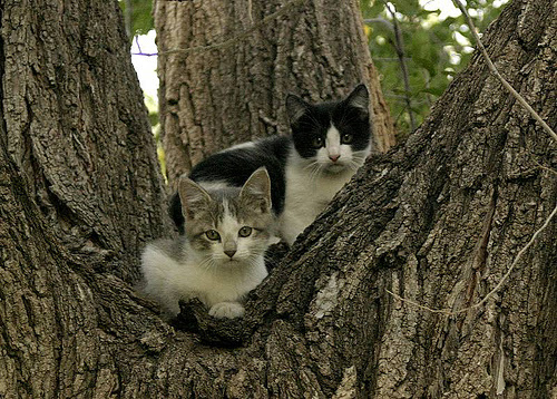 Kittens in Tree