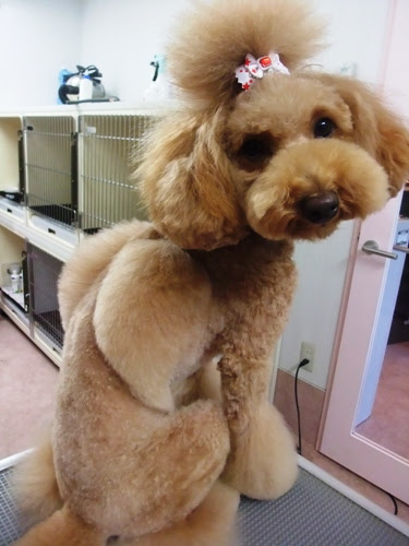 デザインカット Dogs 代々木公園 Trimming Salon