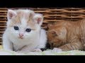 画像 三毛猫 かわいい 248695-三毛猫 かわいい 画像