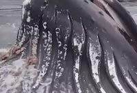 Up Close with a Whale