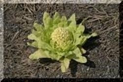 2月16日 今日の誕生花と花言葉 ふきのとう 蕗の薹 フキノトウ