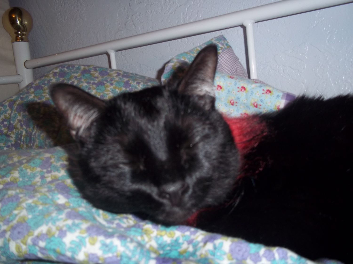 Cat Caught Body-Slamming Sleeping Owner on Night Camera Delights Viewers