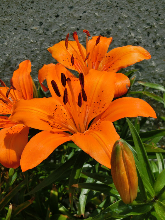 ユリ スカシユリ系 18 5月下旬 6月上旬撮影 K U R A D A S H I