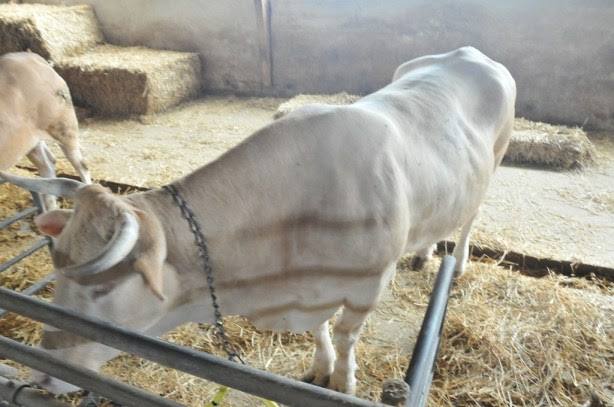 Cow Shed Plans And Designs making a lean to shed Download