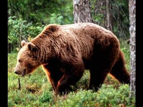wild animals sound europe youtube