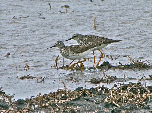 Lesser Yellowlegs 09