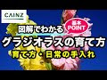 グラジオラス 植え 方 547504-グラジオラス 植え方