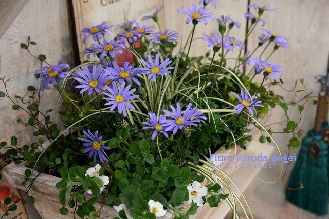 寄せ植え 発表 フローラのガーデニング 園芸作業日記