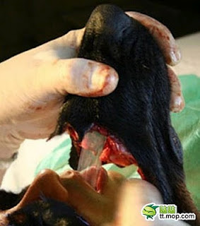 6 Gambar lelaki bedah wajah menjadi muka anjing