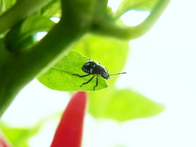 ひもとうがらしに害虫 ミナミアオカメムシ Kochan S ベランダ菜園blog マンションガーデニング 家庭菜園 仙台グルメ キャンペーン情報等