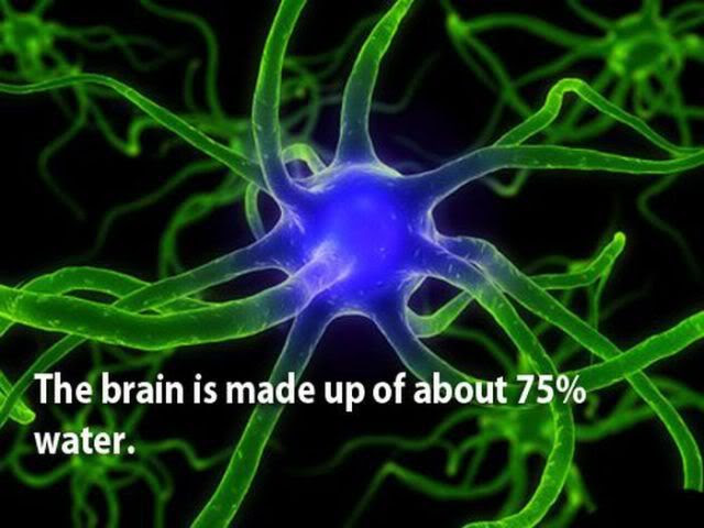 http://i1127.photobucket.com/albums/l624/jexgill/curious_facts_about_our_brain_640_0-2.jpg