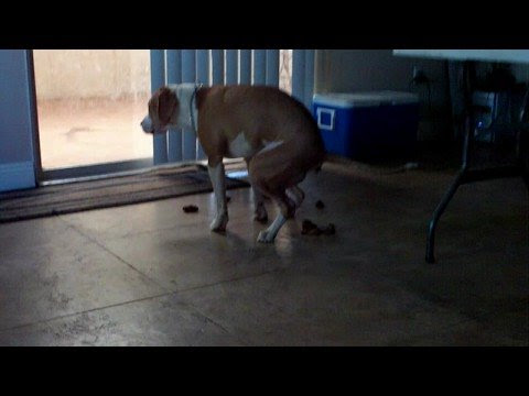 funny dog poo - YouTube Download all photos and use them even for commercial projects.