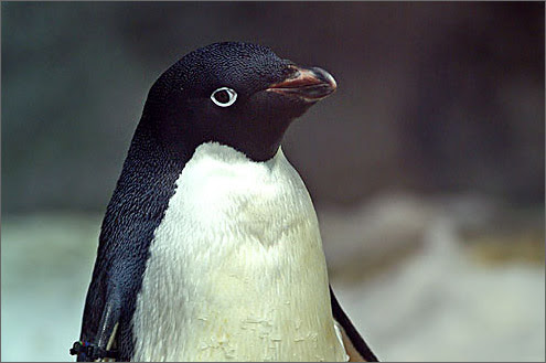 アデリーペンギンと会える水族館 Web水族館