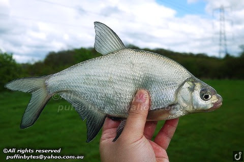 Bream - Abramis brama