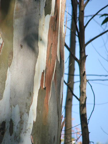 Eucalyptus trees-  Trek in the hills
