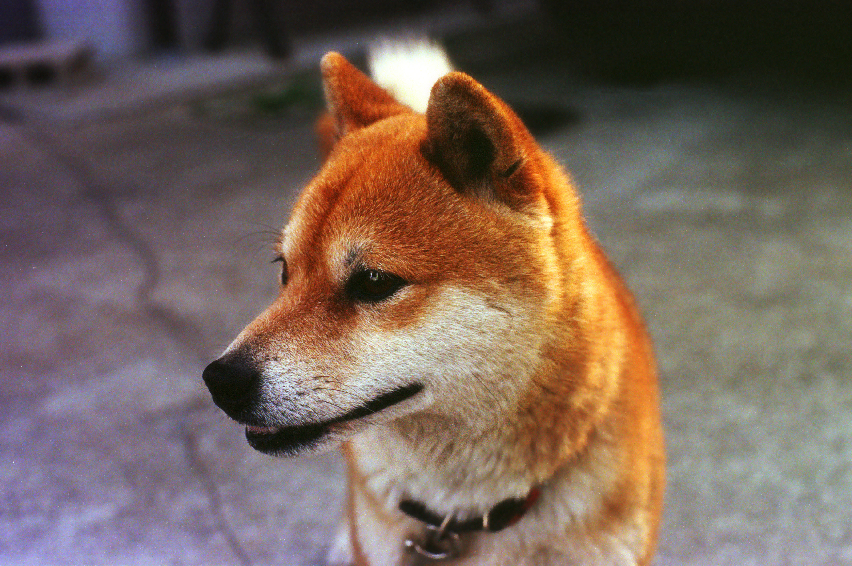 ゆんフリー写真素材集 No 556 おすまし仁くん 日本 熊本