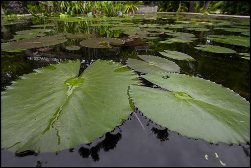 Lily Pond at the Phuket Botanic Garden