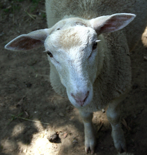 gretchens farm little ram 2
