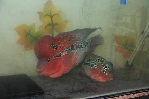 Marziyas Super Red Dragon Flowerhorns Breeding Pair by firoze shakir photographerno1