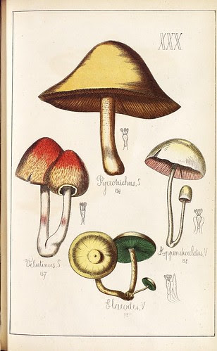 Pyriobuchus, Velutinus, Aopendiculatus et Elaeodes spp.