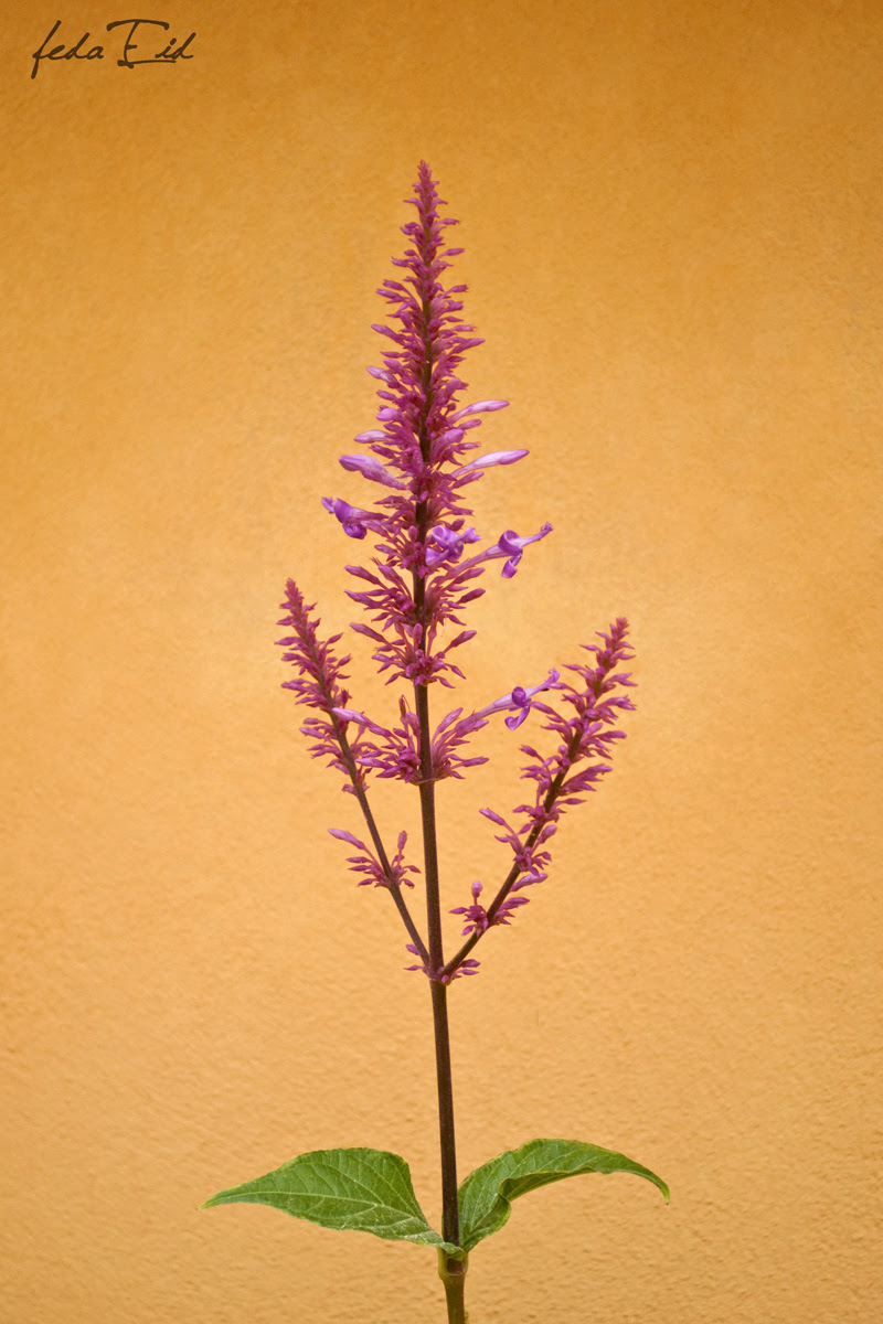 Spain Flower