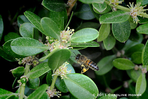 Honeybee on boxwood